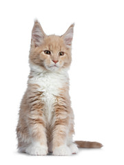 Cute cream with white  Maine Coon cat kitten, sitting straight up facing front. Looking cheeky straight ahead beside lens with brown eyes. Isolated on a white background. 