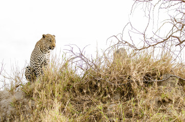 Fototapeta na wymiar A leopard sits quietly in Londolozi Reserve near Kruger Park Johannesburg South Africa