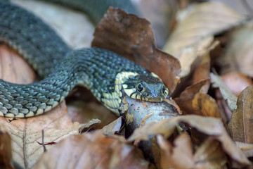 Nahaufnahme einer Ringelnatter (natrix natrix) die einen Molch frisst