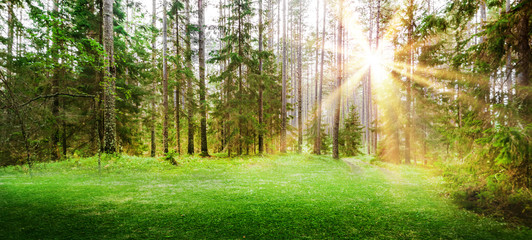 Forest nature background
