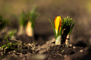 Yellow crocuses bloom in the garden, early spring flowers, background