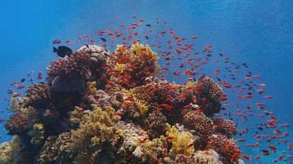 Naklejka na ściany i meble Beautiful tropical coral reef with shoal or red coral fish, anthias