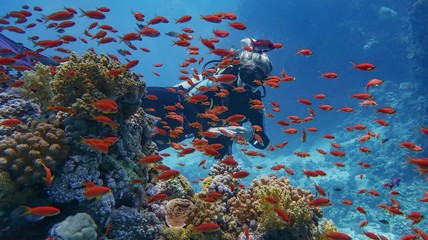 Fototapeta na wymiar Woman scuba diver near beautiful coral reef - surrounded with shoal of beautiful red coral fish, anthias