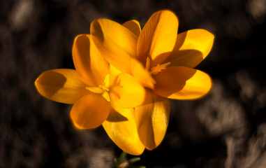 Yellow crocuses bloom in the garden, early spring flowers, background, top view