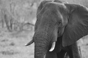 Close up of an elephant at Mala Mala Reserve near Johannesburg South Africa