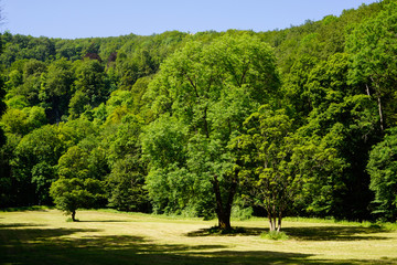 huge oak on meadow with forest in background