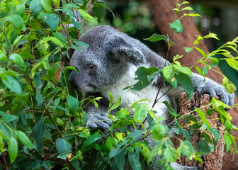 Koala (Phascolarctos cinereus) in a tree