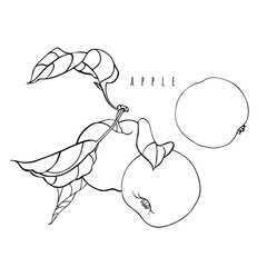 Apples on the branch. Black and white drawing with fruits and leaves. Linear vector graphics.