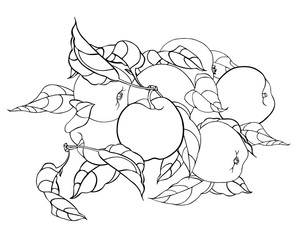 Fruits of apple with foliage. Black and white pattern for coloring, print, poster. Linear vector graphics.