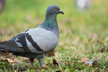 Pigeon on the grass in the park, Rock dove, Portrait of a Pigeon