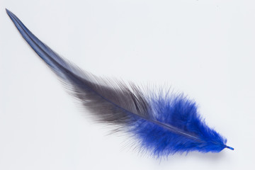 Blue gray feather on white background