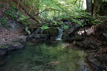 river with small water fall in forest