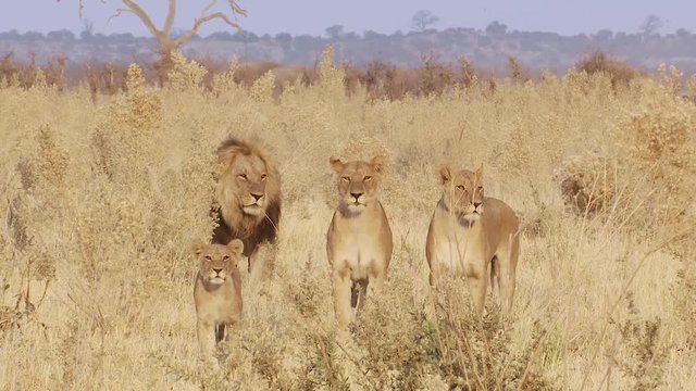 A family of lions stand in a line in the tall grass looking at the camera in Africa