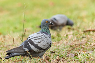 Pigeon on the grass in the park, Rock dove, Portrait of a Pigeon