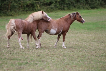 mare and foal