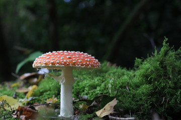 a beautiful red fly agaric mushroom with green moss and a black background