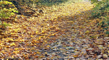 Maple leaves fell on the autumn path.