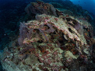 Diving Christmas Island