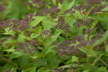 beautiful bright eupatorium adorning the summer park