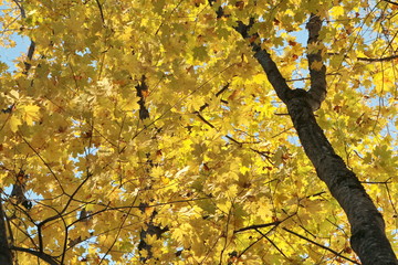 Maple leaves, autumn.