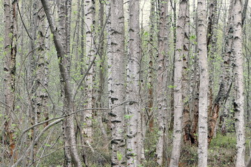 Birch trees in the forest in spring. The leaves bloom.