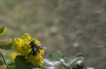 Insecto en una flor amarilla, fotografía macro con espacio para texto, copy-space