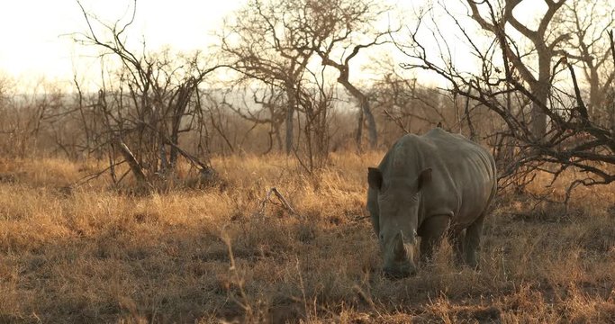 White rhino grazing in the bush in South Africa