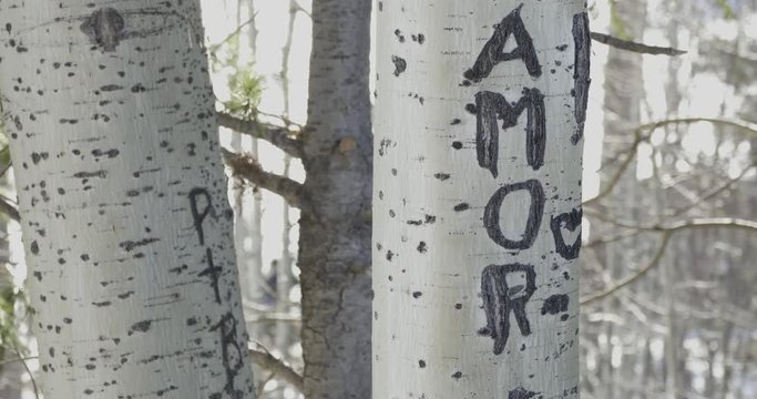 The word carved love in the tree