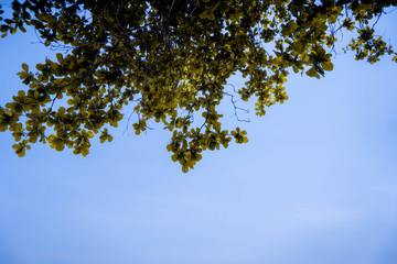 tree in the sky