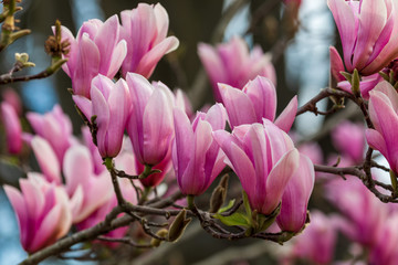 Obraz premium Beautiful texture of magnolio flowers (magnolia soulangeana) over blue sky