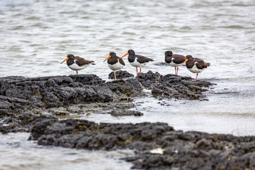 Eurasian Oystercatcher, Black Oystercatchers, Haematopus ostralegus, New Zealand