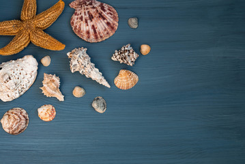 Seashells on a blue wooden background. flat lay. Copy space