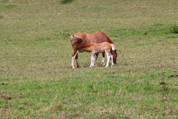 Horses in a field
