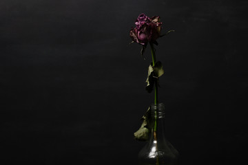 Wilted rose