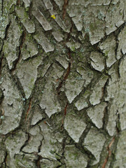  tree bark