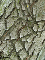  tree bark
