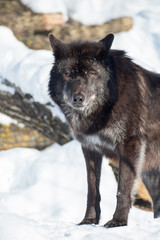 Wild black canadian wolf is looking at the camera. Animals in wildlife.