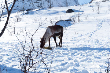 Fototapeta na wymiar wildes Rentier in Norwegen im Winter 