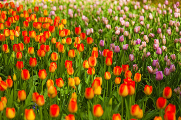Fototapeta na wymiar Colorful field of tulips, Netherlands. Keukenhof park, Holland. Flower background.
