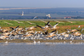white pelicans and seagulls in flight
