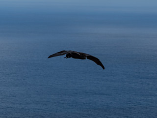 Flying Fox