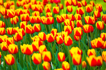 Colorful field of tulips, Netherlands. Keukenhof park, Holland.