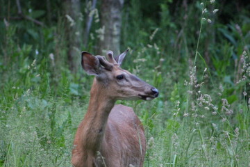 Fototapeta premium whitetail deer