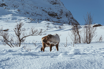 wildes Rentier in Winterlandschaft in Norwegen 