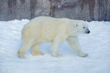 Fototapeta na wymiar Polar bear is walking on a white snow. Ursus maritimus or Thalarctos Maritimus.
