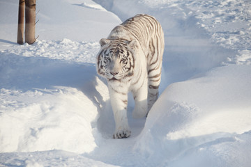 Fototapeta na wymiar Wild white bengal tiger is looking into the camera.