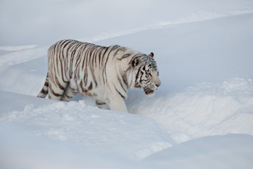 Fototapeta na wymiar Wild white bengal tiger on a morning walk. Panthera tigris tigris.