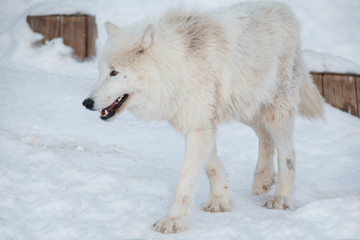 Wild alaskan tundra wolf is walking on white snow. Canis lupus arctos. Polar wolf or white wolf.