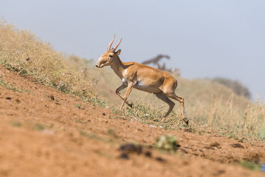 Powerful saiga male. Saiga tatarica is listed in the Red Book, Chyornye Zemli (Black Lands) Nature Reserve, Kalmykia region, Russia