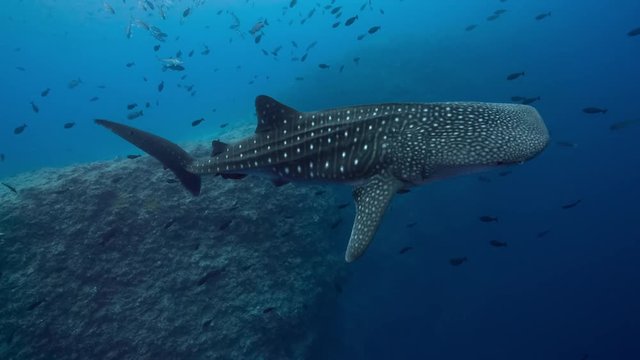 Whale Shark swims in blue water medium shot towards camera